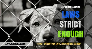 Are Animal Cruelty Laws Sufficiently Strict to Protect Vulnerable Creatures?