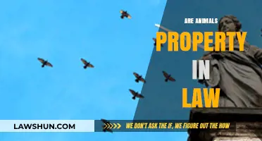 Are Animals Property or Persons? Legal Perspectives on Animal Rights