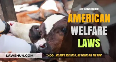 Do American Welfare Laws Protect Cows? Exploring Livestock Rights and Regulations