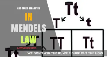 Understanding Mendel's Law: How Genes Are Separated During Inheritance