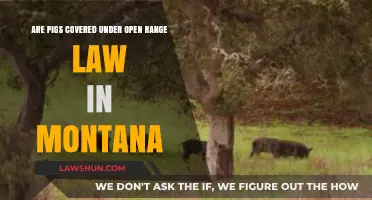 Montana's Open Range Law: Does It Apply to Roaming Pigs?