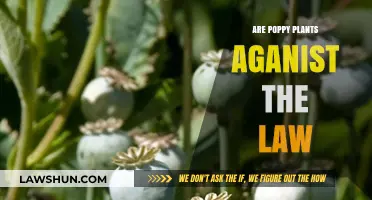 Are Poppy Plants Illegal? Understanding the Legal Status of Poppies