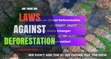 Are There Any Laws Against Deforestation? Exploring Legal Protections for Forests