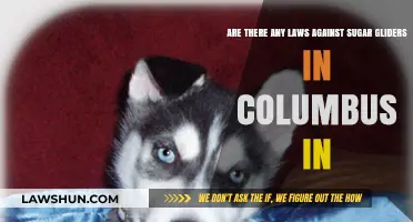 Columbus, Indiana Sugar Gliders: Legal Ownership Laws and Regulations Explained