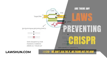 Legal Boundaries of CRISPR: Exploring Regulations and Ethical Constraints