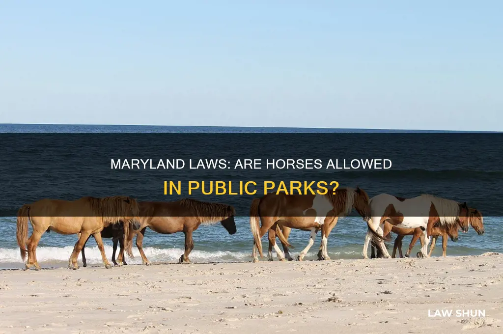 are there any maryland laws prohibiting horses in a park