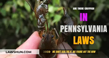 Pennsylvania Crayfish Laws: What You Need to Know