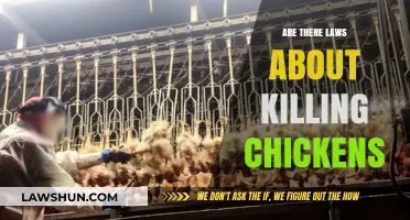 Legal Guidelines for Killing Chickens: Understanding the Laws and Regulations