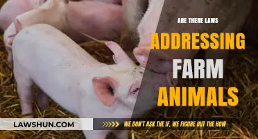 Legal Protections for Farm Animals: Understanding Current Laws and Regulations