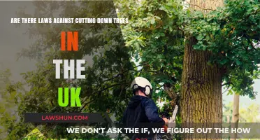 UK Tree Felling: What's the Law?