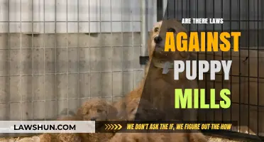 Puppy Mills: Legal Loopholes and the Fight for Animal Welfare