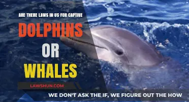 US Laws Governing Captive Dolphins and Whales: What You Need to Know