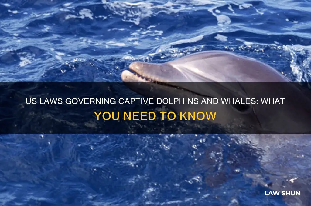 are there laws in us for captive dolphins or whales