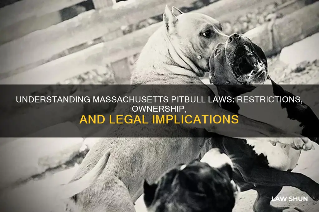 are there pitbull laws in ma