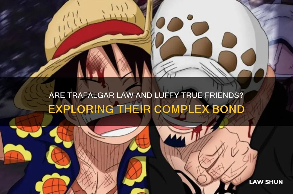 are trafalgar law and luffy friends