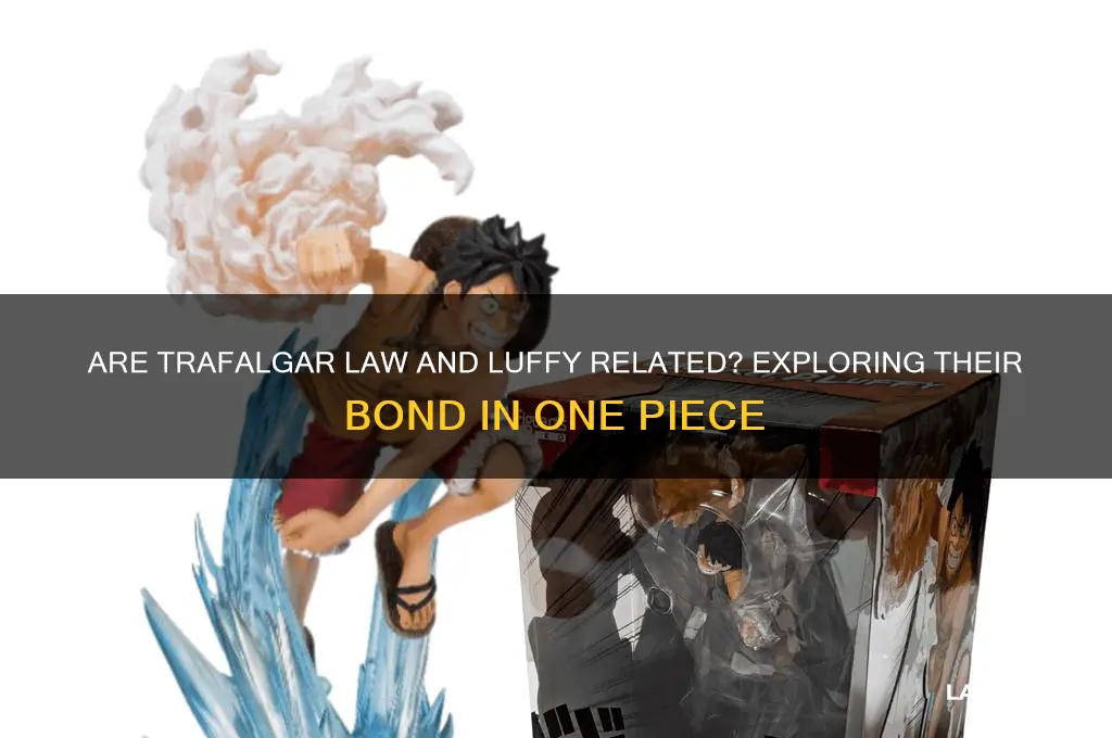 are trafalgar law and luffy related