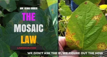 Veins and Mosaic Law: Exploring Ancient Legal and Ethical Boundaries