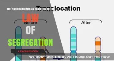 Y Chromosomes and the Law of Segregation: An Exception?