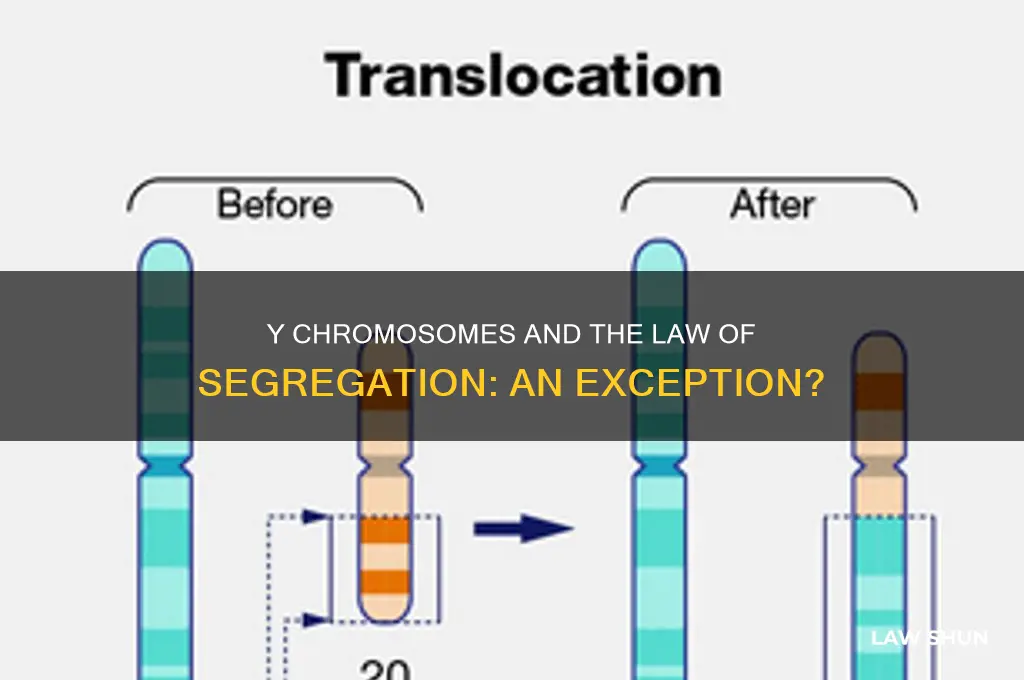 are y chromosomes an exception to the law of segregation