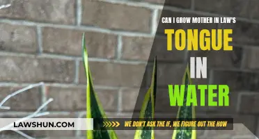 Mother-in-Law's Tongue: Water-Based Growth Possible?