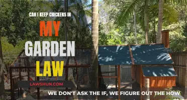 Keeping Chickens in Your Garden: What Does the Law Say?