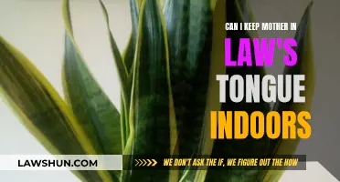 Mother-in-Law's Tongue: Indoor Gardening Tips and Tricks