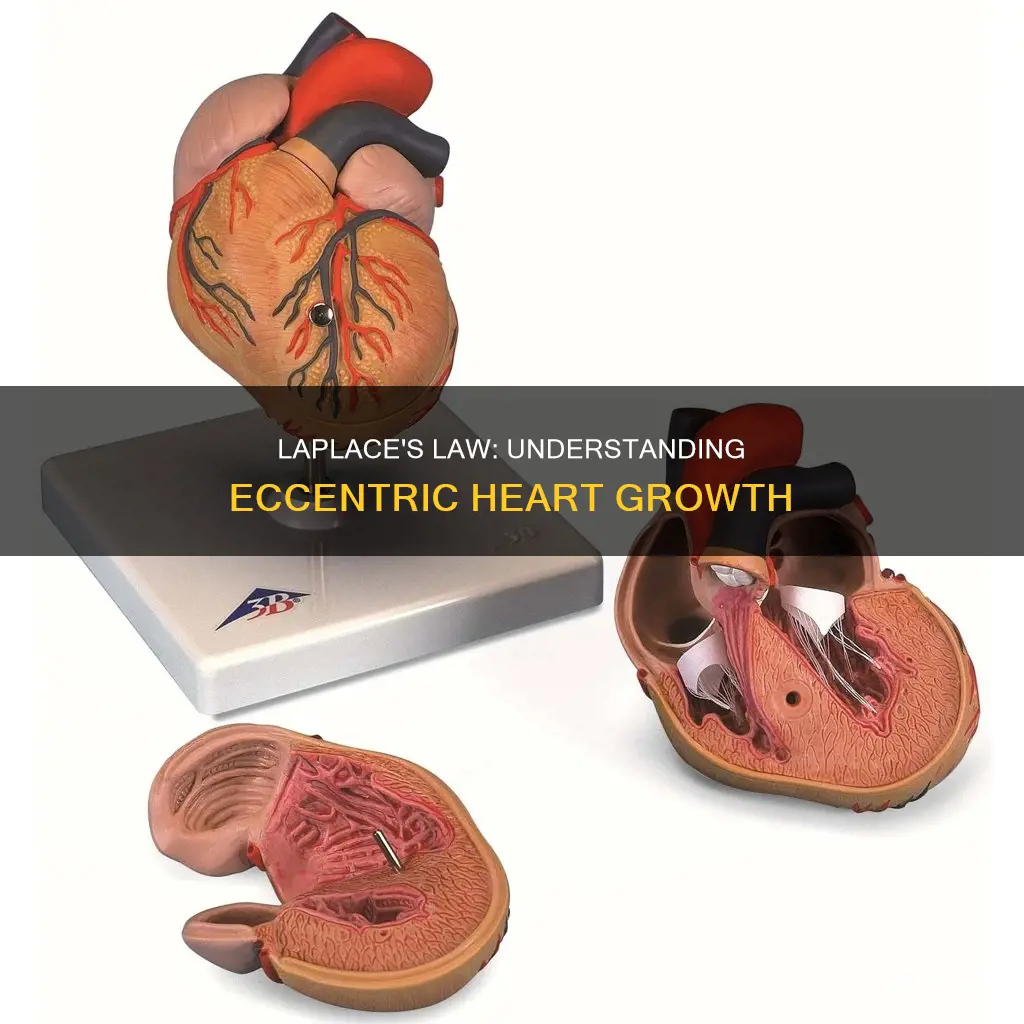 can law of laplace explain eccentric hypertrophy