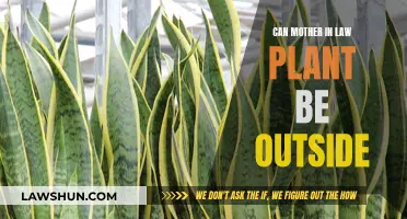 Mother-in-Law's Tongue: Outdoor or Indoor Plant?