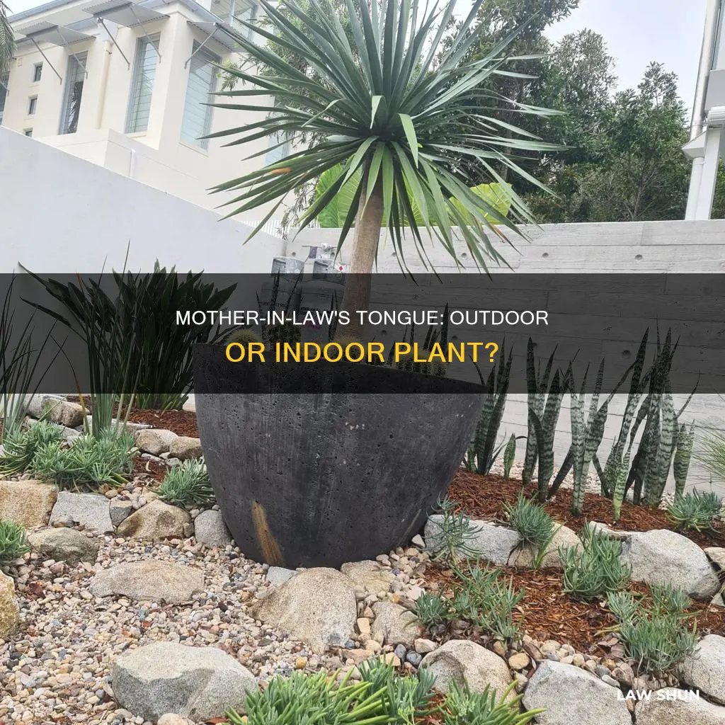 can mother in law plant be outside