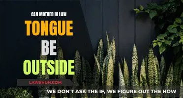 Mother-in-Law's Tongue: An Outdoor Plant?