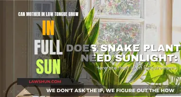 Mother-in-Law's Tongue: Thriving in Full Sun?