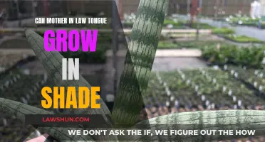 Shade-Loving Mother-in-Law's Tongue: Can It Grow?