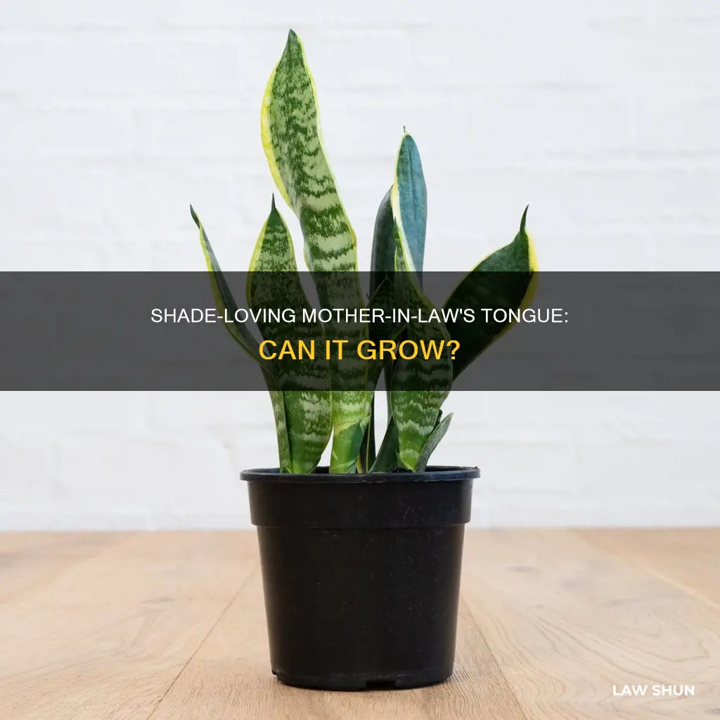 can mother in law tongue grow in shade