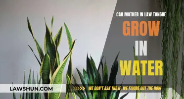 Mother-in-Law's Tongue: Water-Based Growth?