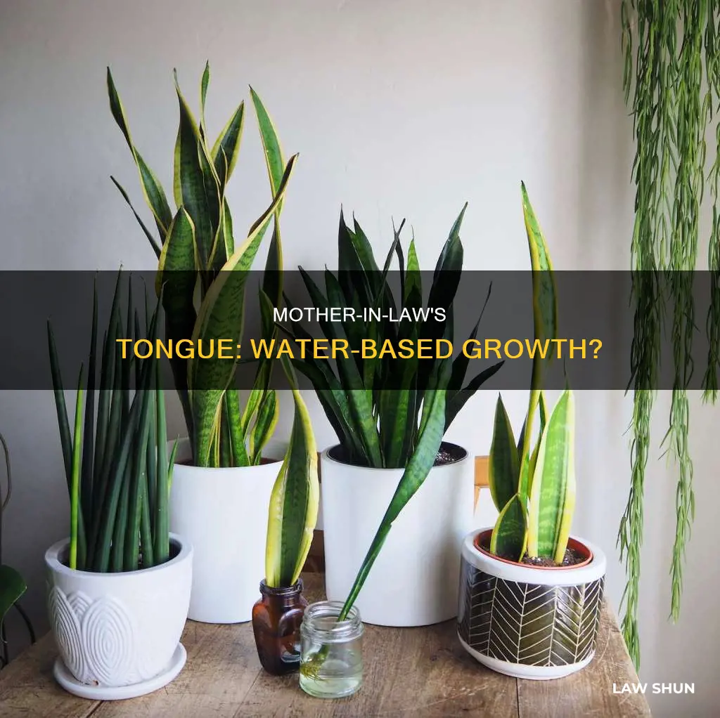 can mother in law tongue grow in water
