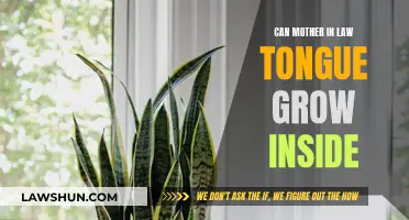 Grow Mother-in-Law's Tongue Indoors: A How-To Guide
