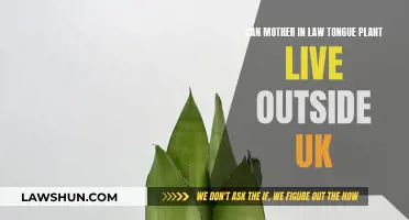 Mother-in-Law's Tongue: UK Outdoor Survival?