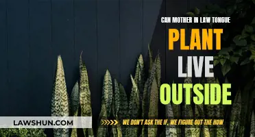 Mother-in-Law's Tongue: An Indoor and Outdoor Plant?