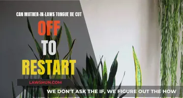 Reviving Mother-in-Law's Tongue: Cutting to Restart