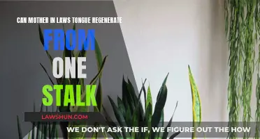 Mother-in-Law's Tongue: Stalk Regeneration Secrets