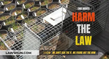 Rabbits: Harmless or Harming the Law?