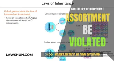 Independent Assortment: Law Violation Possibility Explored