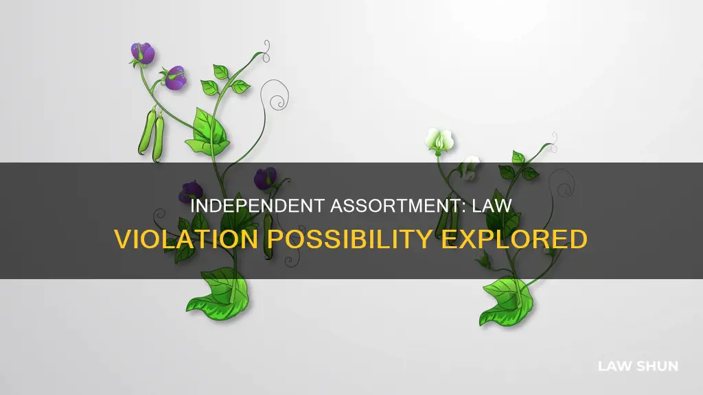 can the law of independent assortment be violated