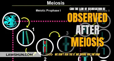 Meiosis: Segregation Law Observance and Its Impact