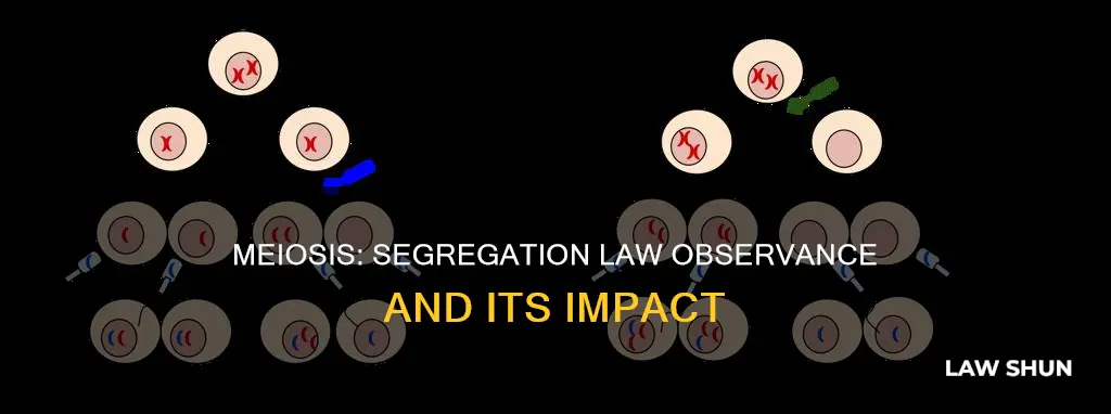 can the law of segregation be observed after meiosis