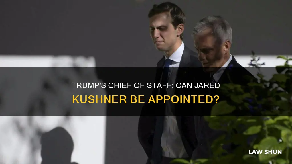 can trump have his son-in-law as chief of staff