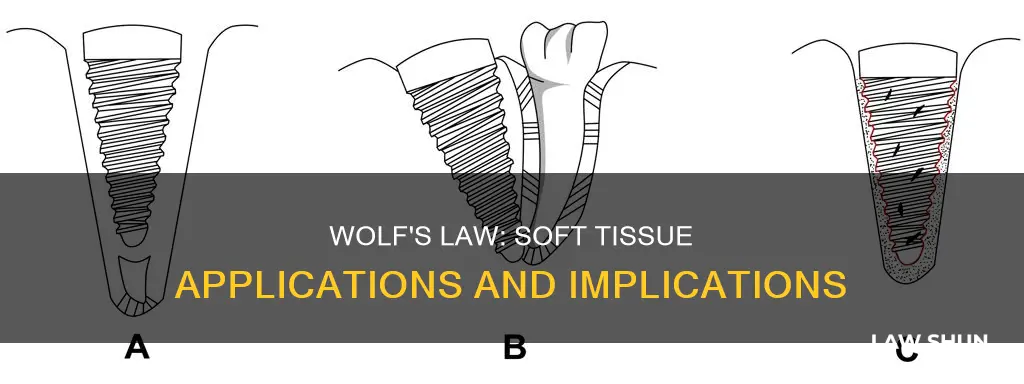 can wolfs law be applied to soft tissue