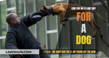 Pet Legalities: Can You Sue for Your Dog?