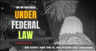 Eagle Feeding: Federal Law and You
