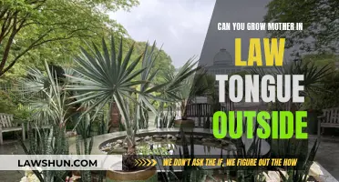 Mother-in-Law's Tongue: An Outdoor Garden Feature?